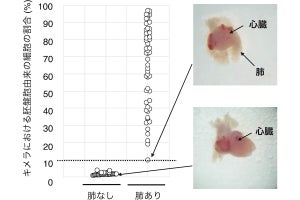 ラットの肺を持つマウス - NAISTが“キメラ動物”の作製に初成功