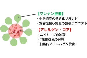 九大など、アレルギー治療用の経口用ナノ粒子製剤の大量生産手法を開発