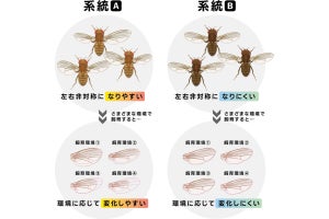 左右非対称の生物ほど環境変化への適応能力が高い - 千葉大の研究成果