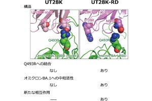 富山大など、新型コロナの変異に対抗可能な中和抗体の改良手法を開発