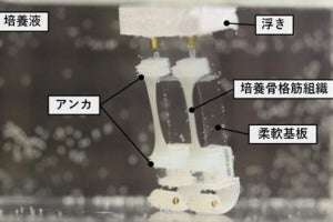 東大と早大が筋肉で動く二足歩行ロボットを開発、細やかな旋回動作が可能に