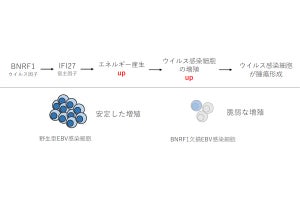 名大など、ヘルペスウイルスが悪性リンパ腫を発症させる仕組みの一端を解明