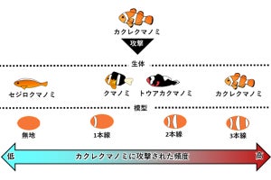 カクレクマノミは体の縞の数で仲間か否かを識別している、OISTの研究で判明