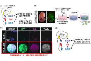 九大、欠損した手足の再生につながるリプログラミング法の開発に成功