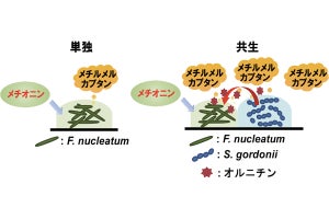 阪大など、2種類の口腔細菌の協力で口臭が約3倍に増強される仕組みを発見