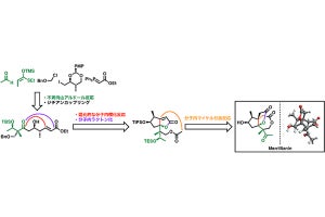 理科大、抗リウマチ活性が期待される複雑な天然化合物の人工合成に成功