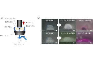 横国大が有機-無機複合3次元骨モデルの構築に成功 - 再生医療の進展に光