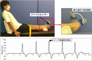 歩行に重要な“足首を素速く動かす力”に性差は無い - 大阪公大が発表