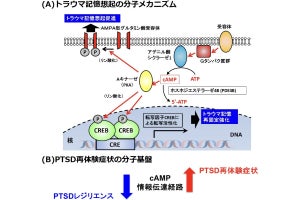 東大など、心的外傷後ストレス障害(PTSD)の分子機構の一端を解明