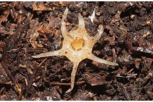 日本国内で94年ぶりの新属植物「ムジナノショクダイ」を発見 - 神戸大が発表