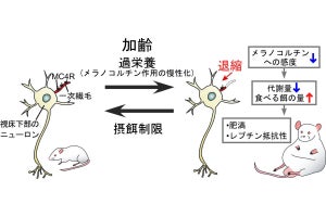 名大など、中年太りの原因となる脳の仕組みをラットを用いた動物実験で発見