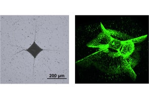 NEDOと産総研、ファインセラミックスのキラー欠陥を可視化する技術を開発