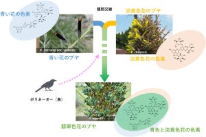 科博、自然界では珍しい翡翠色の花を咲かせる「ヒスイラン」のルーツを解明