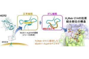 阪大など、がん細胞のみに結合する抗体の取得とその仕組みの解明に成功