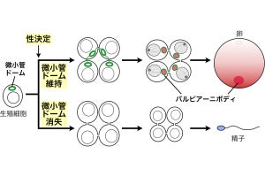 名大、メダカはメスもオスもまず卵を作る準備をすることを発見