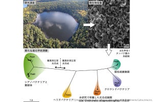 北大など、謎に包まれた光合成細菌の“生きた化石”をカナダの湖から発見