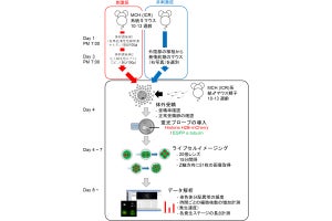 不妊治療時の排卵誘発剤投与は受精卵に大きな影響を与えない、近大がマウスで確認