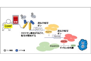 脳内のドパミン減少による不安が引き起こされる仕組み、岡山理科大が一端を解明