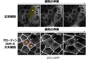 生理研など、引き伸ばされても細胞同士がバラバラにならない仕組みを解明