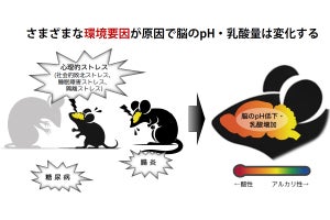 多数の精神・神経疾患モデル動物では脳が酸性に傾いている、藤田医科大などが確認