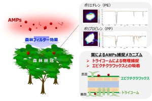 森林が大気中マイクロプラスチックの吸収源となる可能性、日本女子などの研究成果