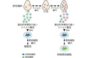 名大などが細胞と共生可能な「センダイウイルス」を発見、生態解明に貢献