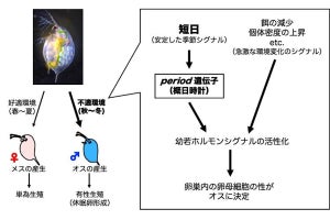 日の長さで子の雌雄を産み分けるミジンコ、その仕組みの一端を宇大が解明