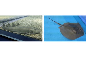 明大などが軟骨魚類の苦味受容体を発見 - 脊椎動物の苦味感覚の起源とは？