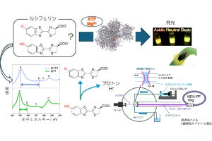 群大など、ホタルの生物発光メカニズムの完全解明に向けて一歩前進