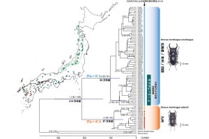 信大、ヒメオオクワガタの遺伝的分化などがブナ林の分布と重なることを発見