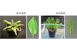 京産大、水陸両生植物が陸上と水中で葉の形を変える仕組みの一端を解明