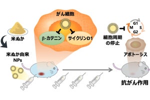 理科大、米ぬか由来のナノ粒子が優れた抗がん活性を有することを確認