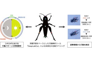 早大など、コオロギの行動を個別かつ同時に定量化するAIシステムを開発