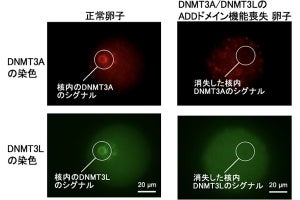 九大、卵子と精子のエピゲノム修飾「DNAメチル化」に関する謎の一端を解明