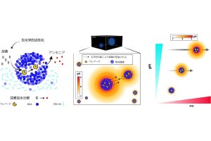 OIST、生命誕生前の原始の海でタンパク質などが移動するための仕組みを発見