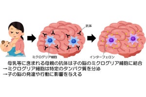 母乳に含まれている親の抗体が子の脳の発達に影響、群大などがマウスで確認