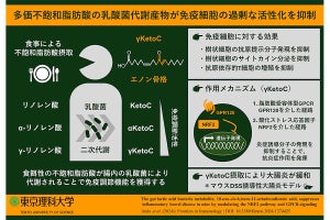 理科大、腸内細菌の代謝産物「エノン脂肪酸」が抗炎症作用を持つことを発見