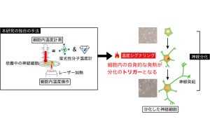 東大と阪大、自ら作りだす細胞内の熱が神経再生の鍵であることを発見