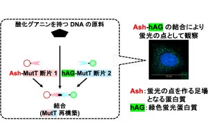 広島大、遺伝子に傷をつけるDNAの原料を生細胞で可視化する技術を開発