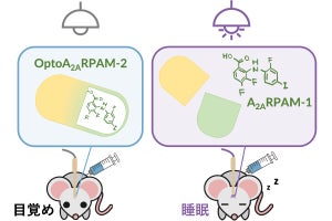 筑波大、光で脳内のアデノシンを活性化させ睡眠を誘導する薬物開発に成功