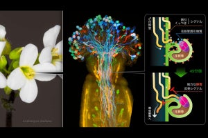 名大など、花の中を観察できる新手法で植物がたくさん種子を作る仕組みを解明