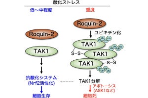 東北大が酸化ストレスで傷ついた細胞を排除する機構を発見、がん治療へ期待