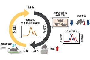 筑波大など、一度の激しい運動が逆に体重増加につながることを確認