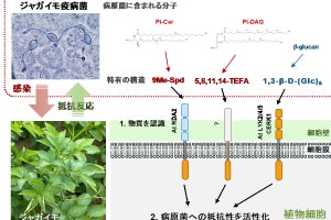 植物の病原菌への抵抗力を向上させる2種類の物質をジャガイモ疫病菌から発見