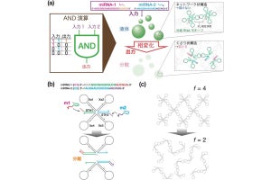 京大など、RNAを用いたAND演算が可能な液滴コンピュータの開発に成功