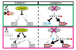 阪大、脊椎動物では卵子が寿命を延ばし精子が寿命を縮める可能性を発見