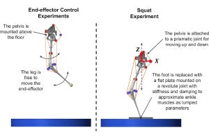 東北大、骨格筋ロボットをヒトのように歩行させられる技術を開発