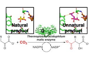 東工大、好熱菌由来生体触媒を用いてCO2を有機分子に固定する技術を開発