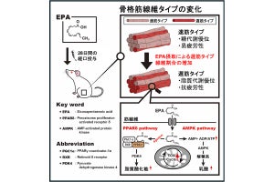 魚の油に含まれるEPAが疲れにくい脂肪燃焼型筋繊維の割合を増加させる！