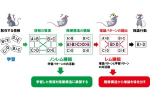 富山大、睡眠中の脳で行われている推論の演算を神経細胞レベルで解明